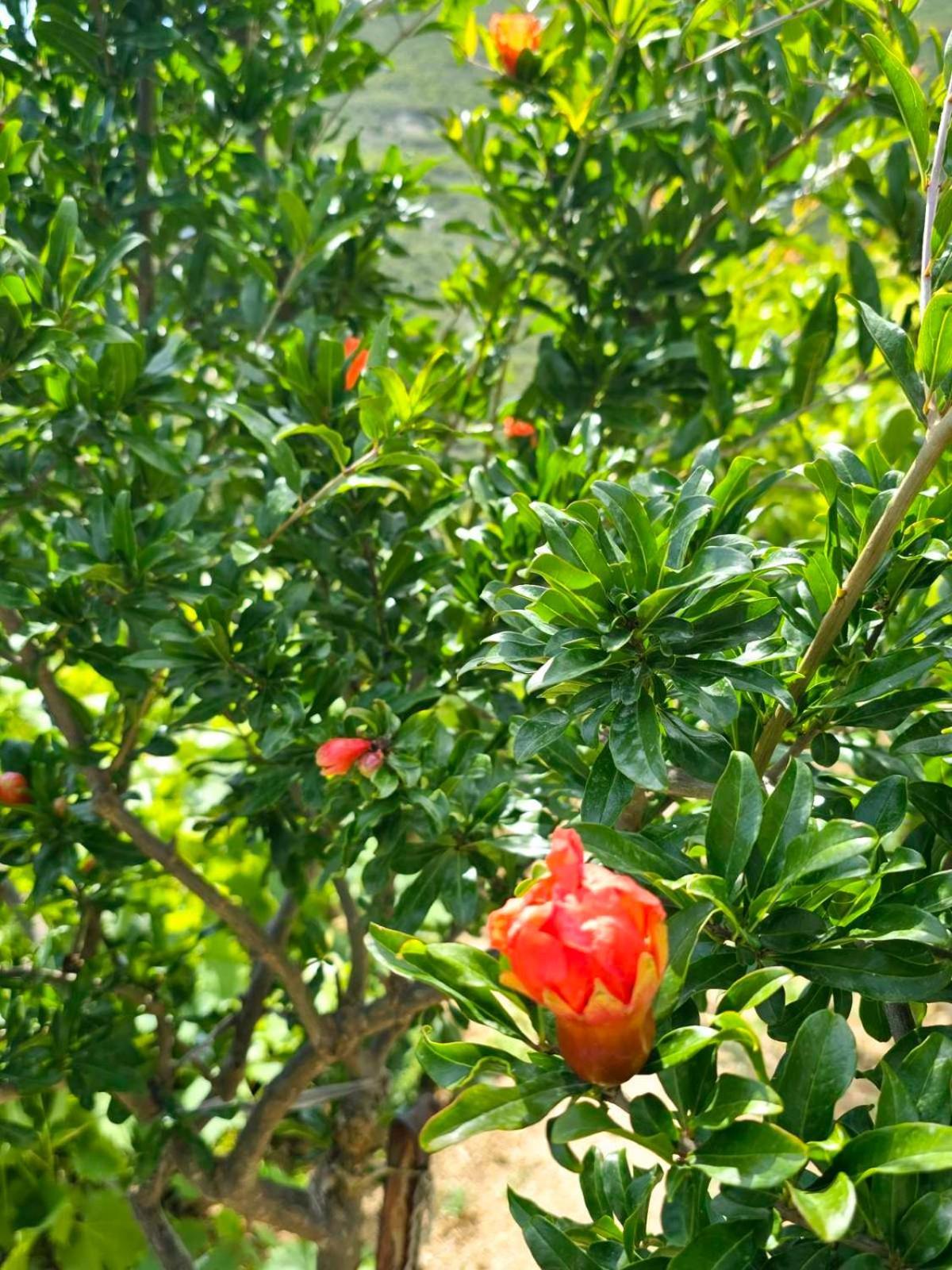 Philoxenia Guest House هيماري المظهر الخارجي الصورة